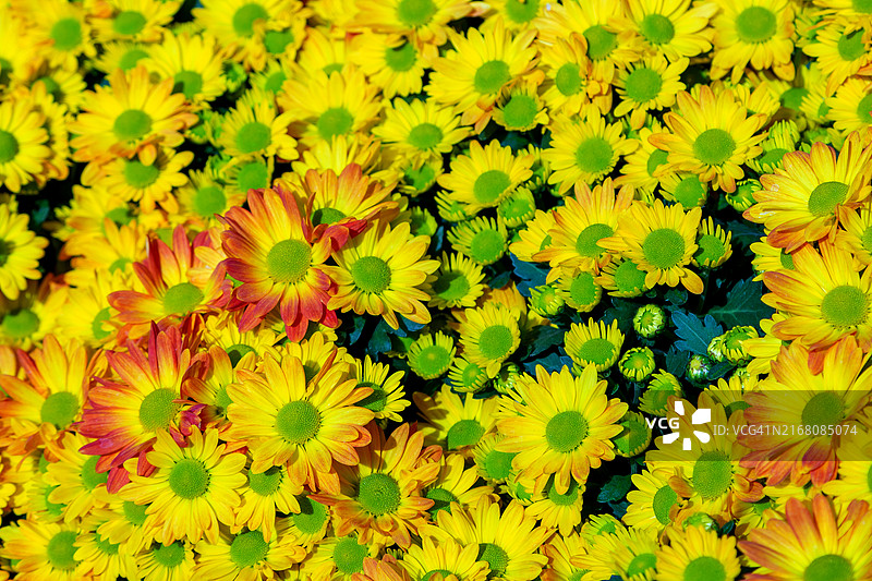 黄色菊花特写背景图片素材