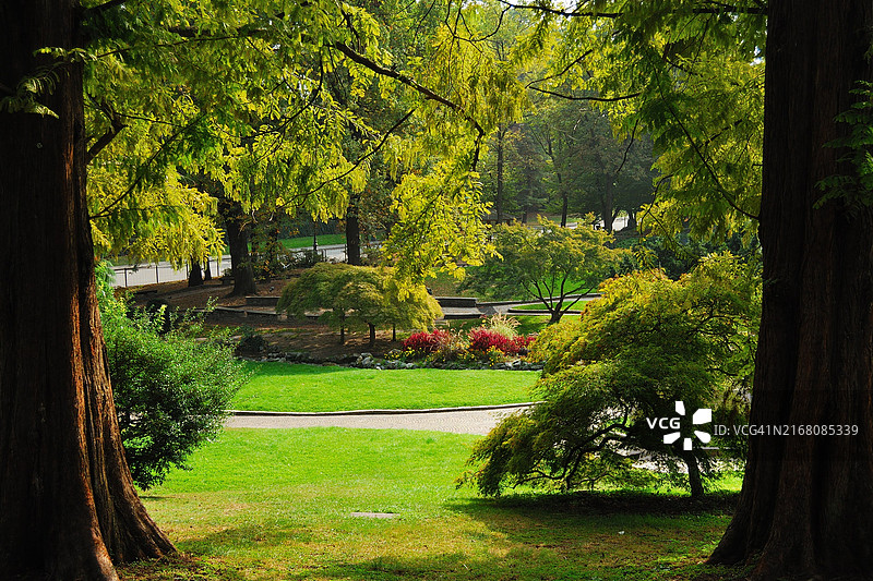 公园里的树图片素材