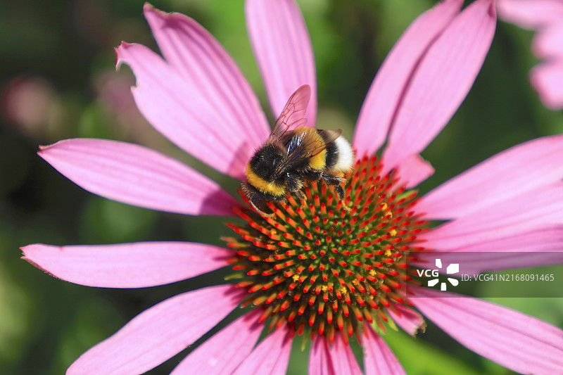 熊蜂在粉色花朵上采蜜图片素材