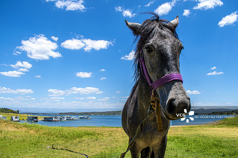 马和湖泊背景图片素材