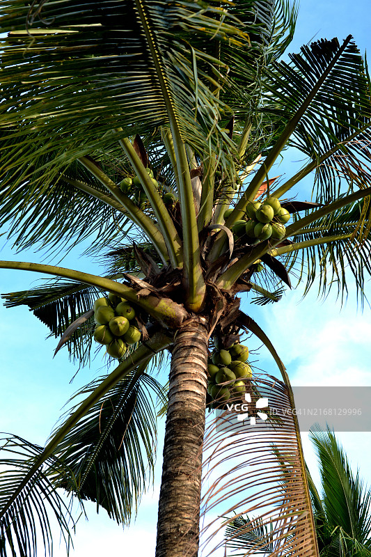 椰子树和果实图片素材