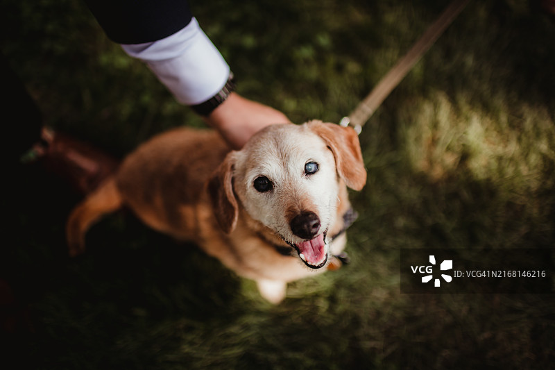 单眼失明的拉布拉多搜救犬图片素材