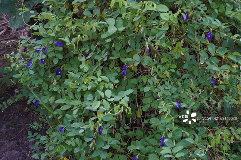 绿色模糊自然背景中柔焦的蓝色蝶豆花，亚洲热带地区生长的花园中开花的藤蔓，单朵蓝色蝶豆图片素材