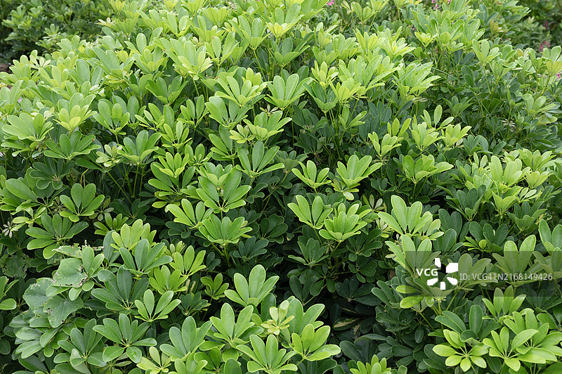 花园里生长着绿叶繁茂的植物图片素材