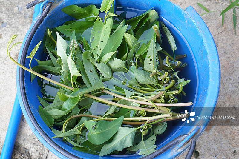 空心菜幼苗，绿色叶子蔬菜树发芽图片素材
