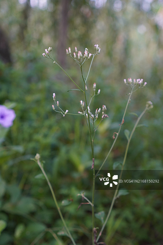 小铁杆图片素材