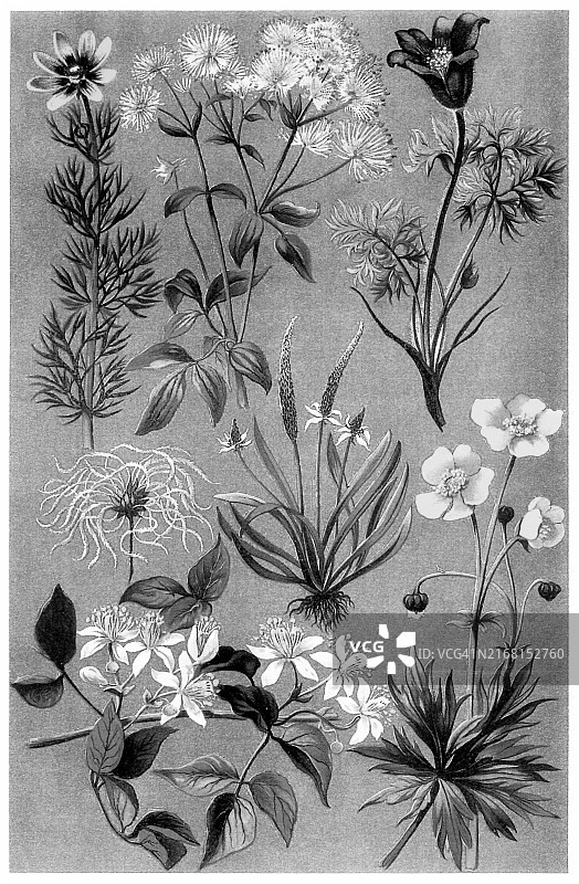 植物学古老彩色石印插图：毛茛科图片素材