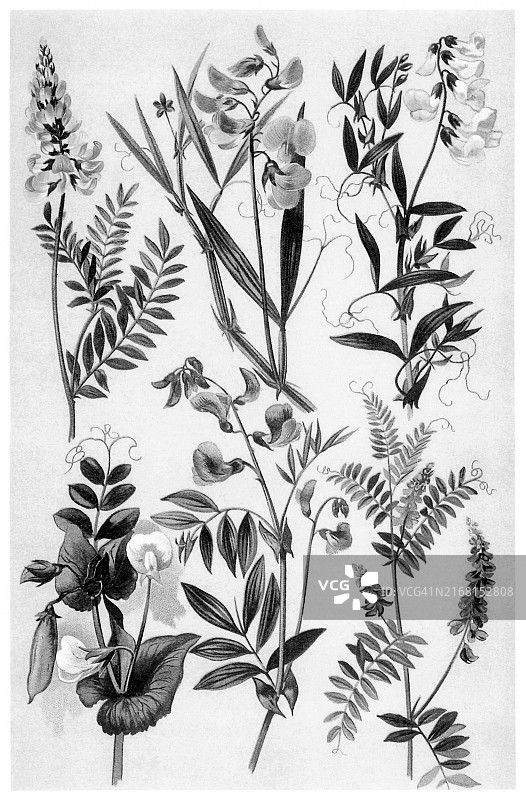 植物学古老彩色石印插图：豆科植物图片素材