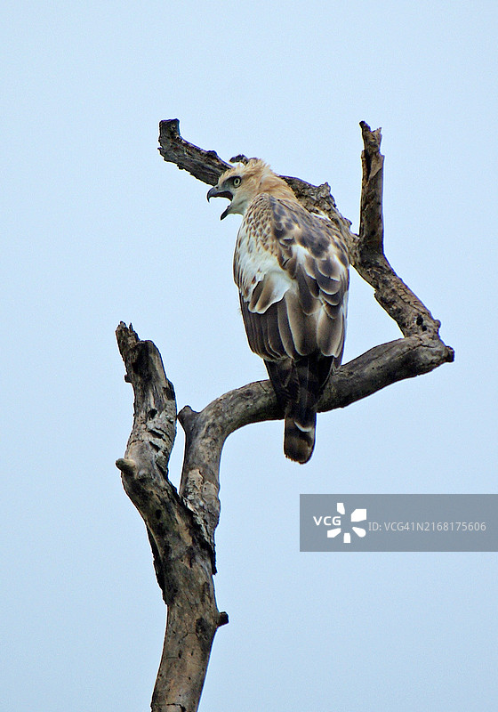 栖息在枯枝上的凤头鹰雕图片素材