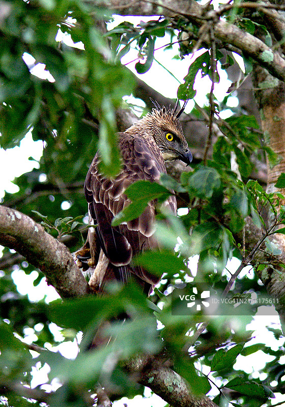 绿叶映衬下的凤头鹰图片素材