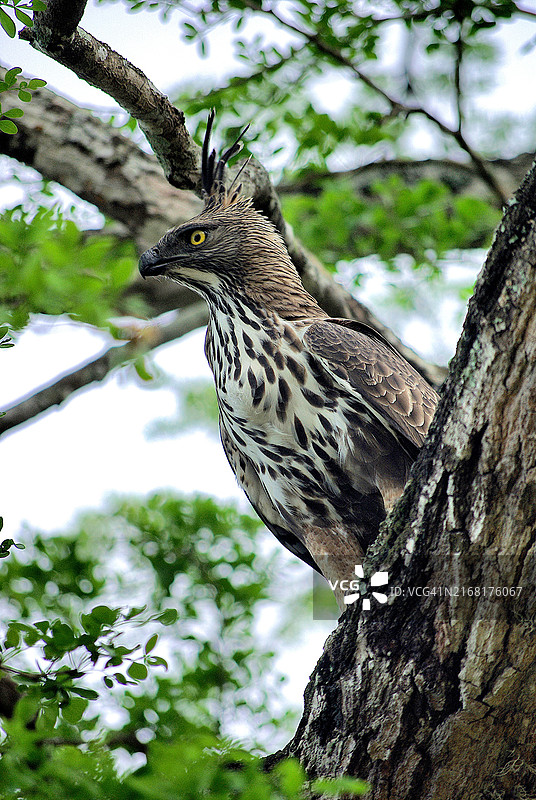 树上凤头鹰特写图片素材