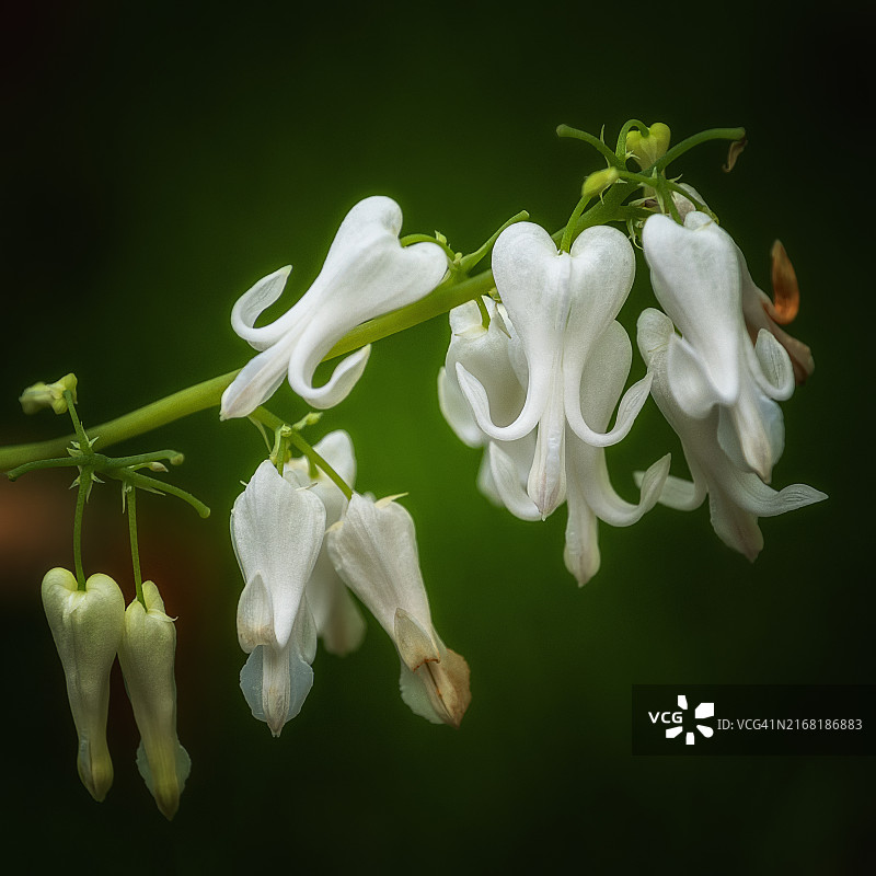 白花荷包牡丹图片素材