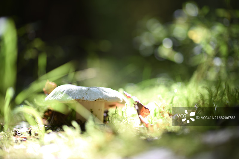 青盖红菇图片素材