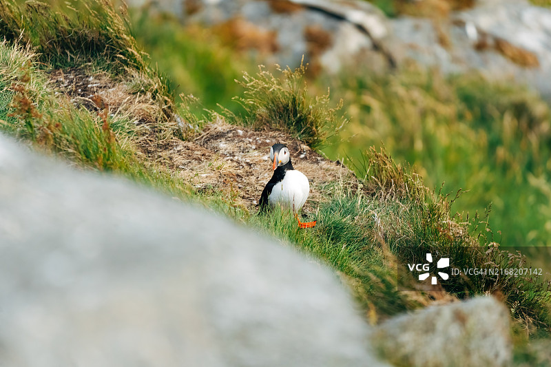 崎岖海岸线上的海鹦图片素材