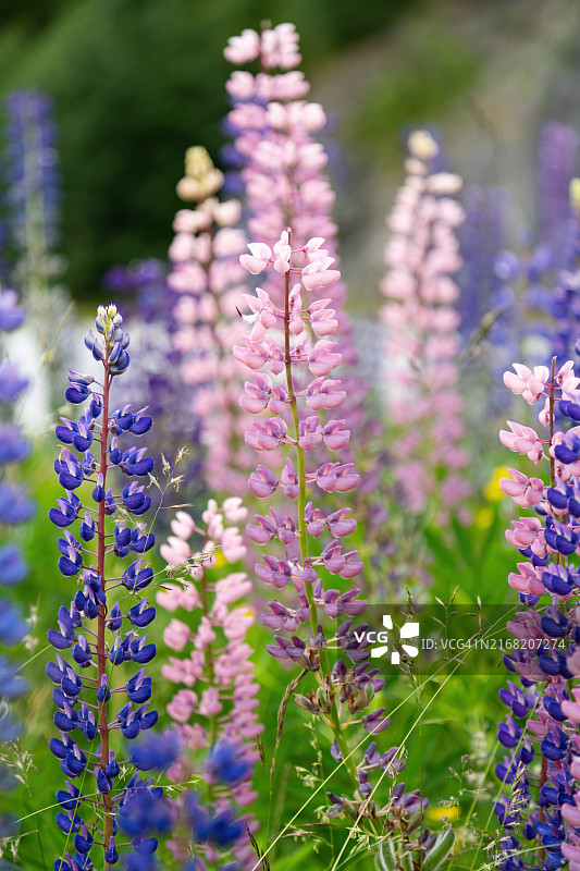 草地上的彩色花朵图片素材