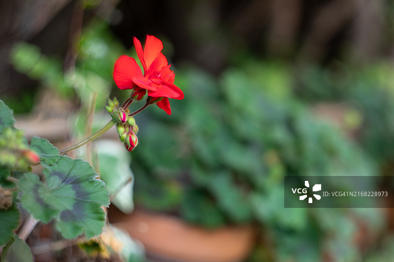 威尔士花园图像图片素材