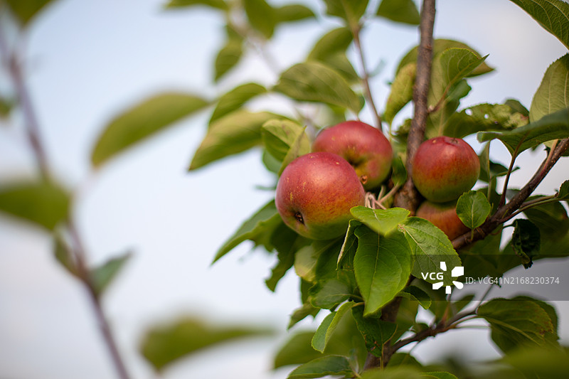 威尔士苹果图片素材