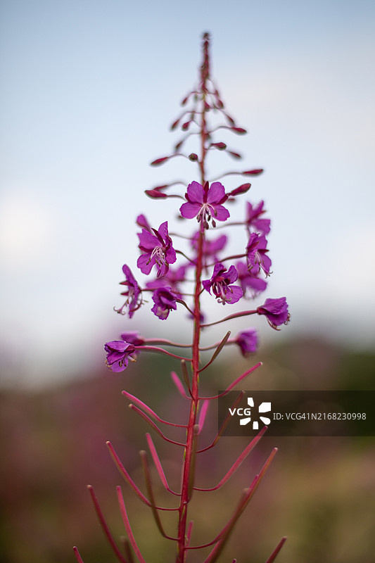 柳叶菜/Fireweed图片素材