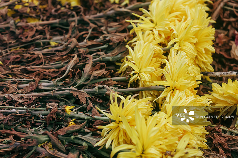 褪色的菊花在退化下的全画幅背景图片素材