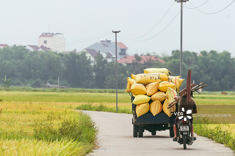 越南会安古镇黄色稻田乡村景区图片素材