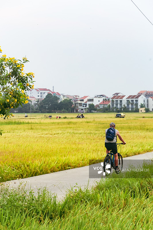 越南会安古镇黄色稻田乡村景区图片素材