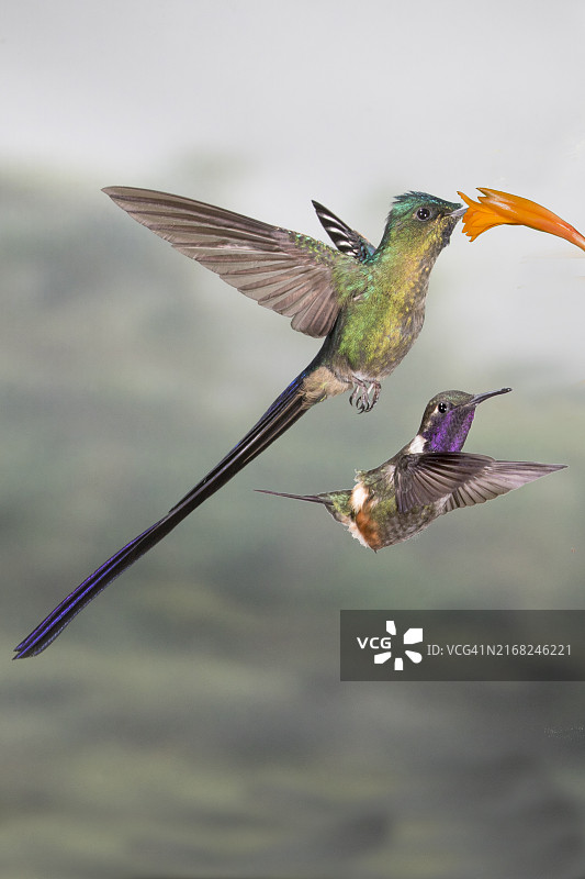 紫尾蜂鸟雄性在花上觅食，紫喉林星蜂鸟雄性等待图片素材