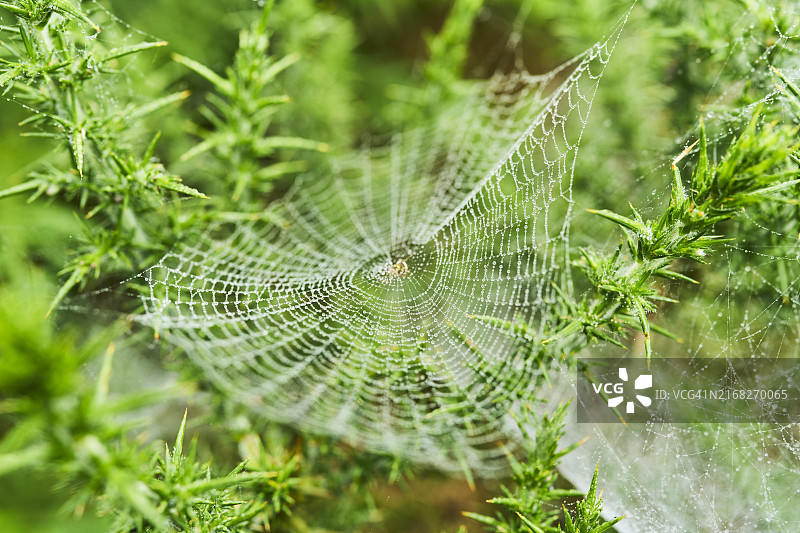 森林树枝上的蜘蛛网，周围有水滴图片素材