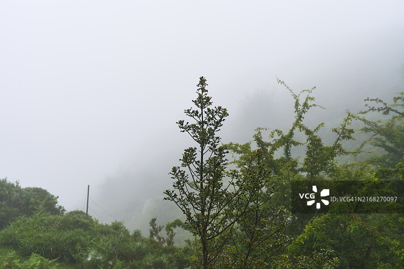 森林中树梢的正面图，背景是绿色树叶和雾图片素材