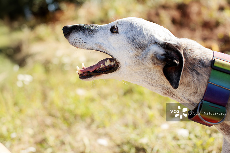 戴着彩色项链的灰狗图片素材