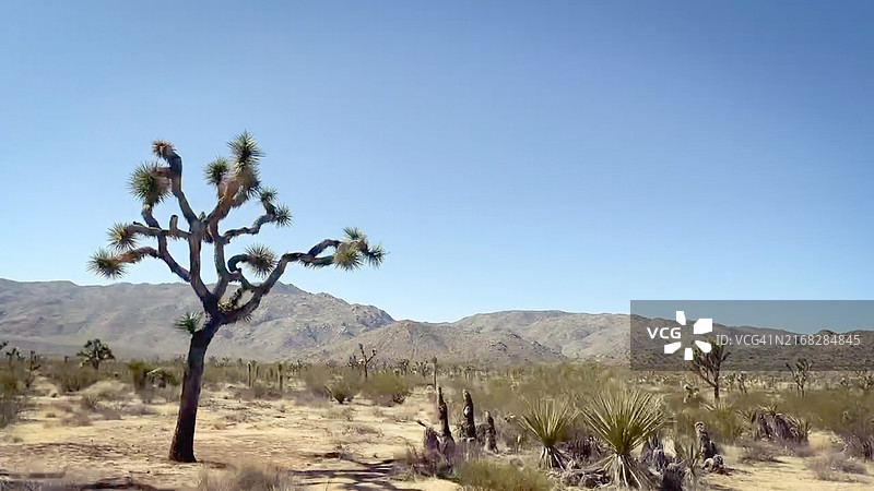 约书亚树国家公园图片素材