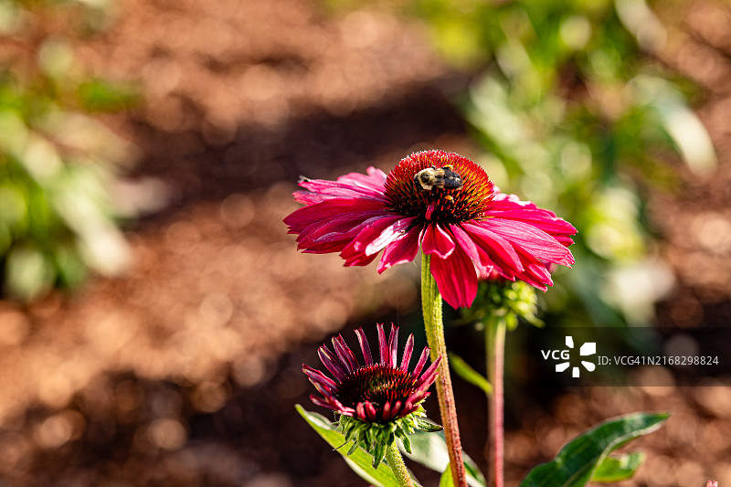 腿上带着花粉囊的熊蜂从紫色松果菊上采集花粉图片素材