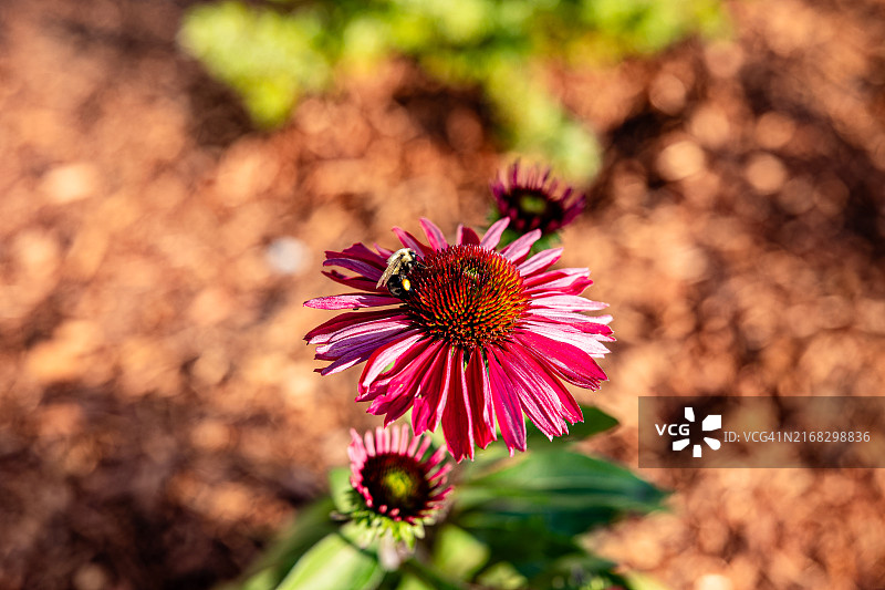 腿上带着花粉囊的熊蜂从紫色松果菊上采集花粉图片素材