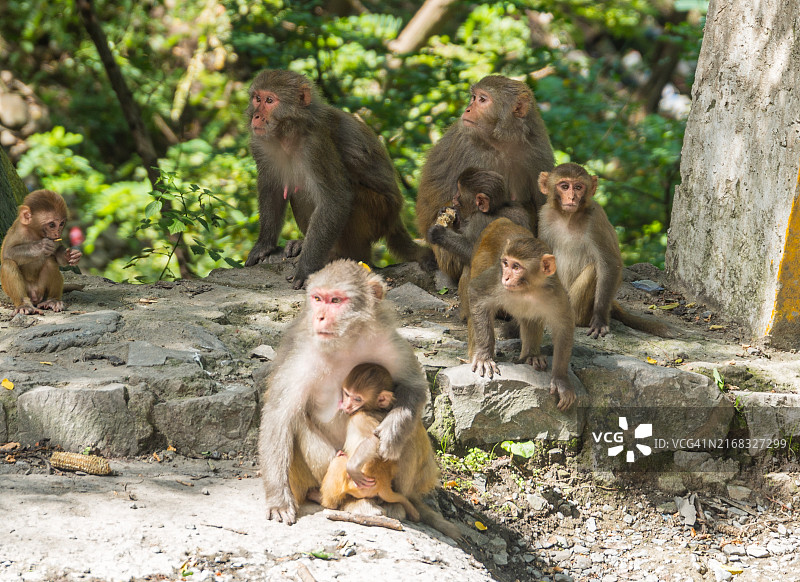 绿猴子图片素材