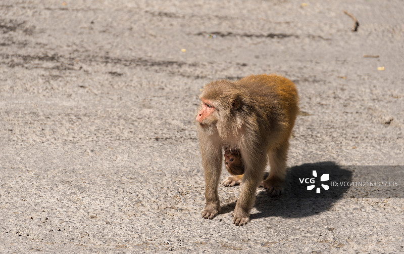 绿猴子图片素材