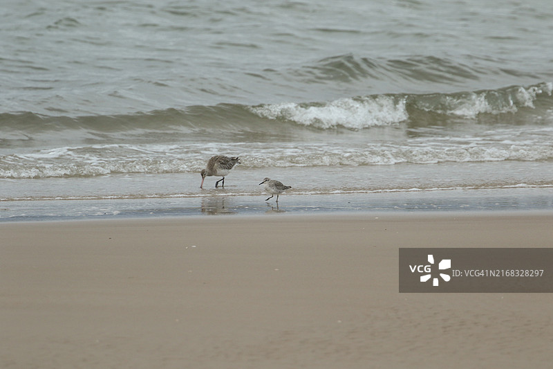 一只斑尾塍鹬和红腹滨鹬在苏格兰海滩的海岸线觅食图片素材