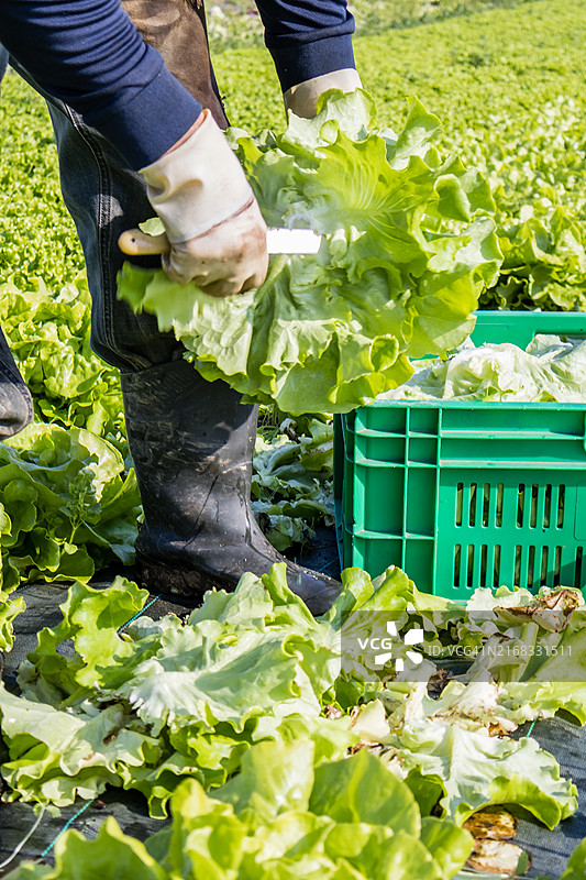 工人在田地里采摘生菜图片素材