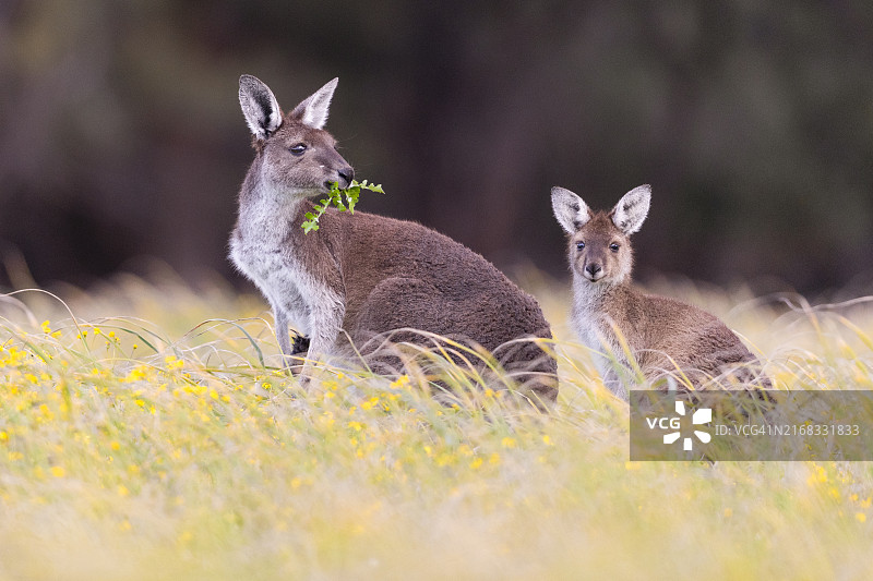 鲜花丛中的袋鼠母子图片素材