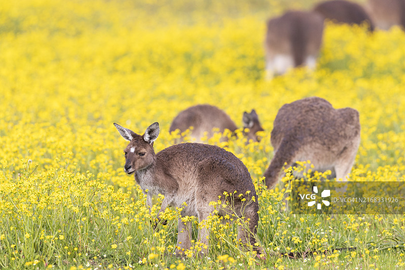 雨后春天花丛中的袋鼠图片素材