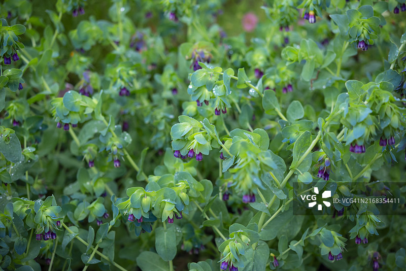 夏末盛开的紫蜡花图片素材