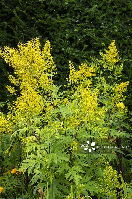 唐古特千里光夏末开花图片素材
