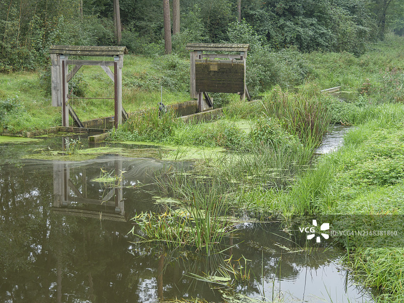 带有桥梁结构的小池塘，周围环绕着茂密的植被，安静而自然的环境，位于荷兰哈克斯贝根图片素材
