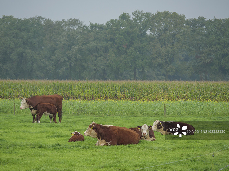 荷兰哈克斯贝根：绿地上躺卧和站立的几头牛图片素材