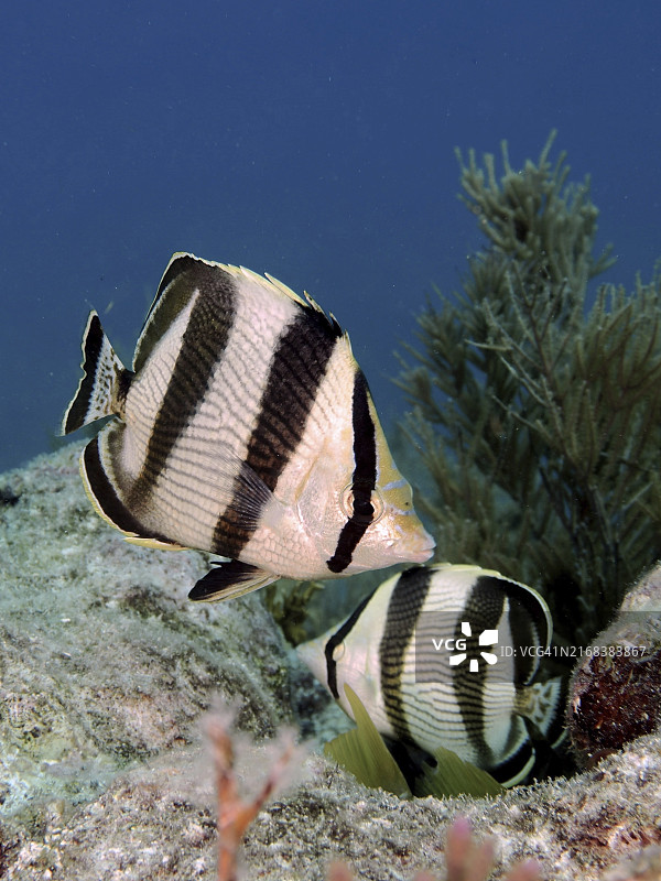 两条条纹蝴蝶鱼在水下世界珊瑚间游动图片素材