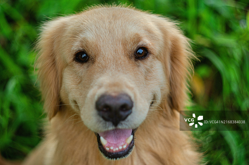 看着镜头的金毛猎犬的画像图片素材