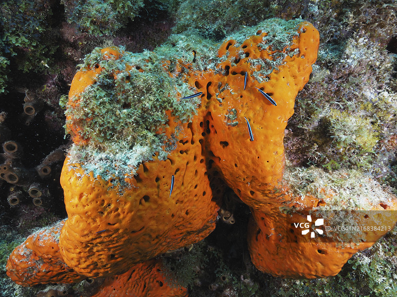 海底的大型橙色火海绵和绿藻，位于美国佛罗里达州礁群国家公园图片素材