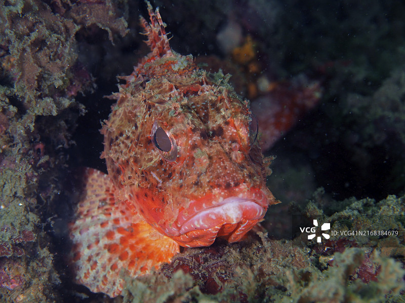 巴西蝎子鱼：独特面孔的水下伪装鱼，位于墨西哥湾，美国佛罗里达州图片素材