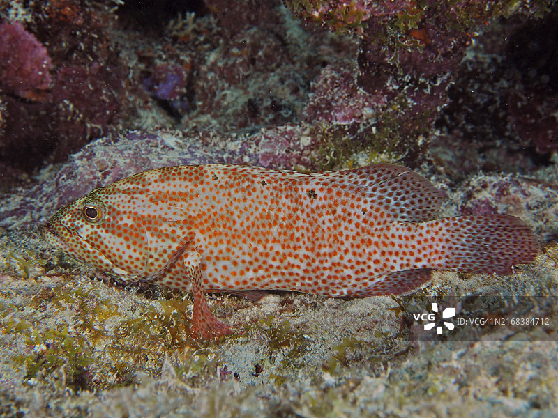 珊瑚礁中的红点鱼（石斑鱼），美国佛罗里达州礁岛群国家公园图片素材