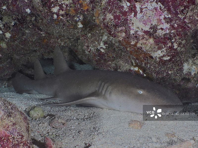 栖息在水下洞穴沙底的大西洋护士鲨图片素材