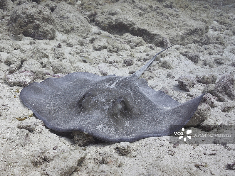美洲赤魟平静地躺在沙质海底，位于美国佛罗里达群岛约翰·彭尼坎普珊瑚礁州立公园潜水点图片素材