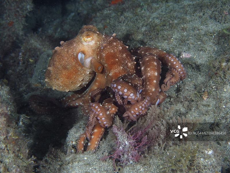 大西洋 El Cabron 海洋保护区夜间拍摄的橙色章鱼图片素材
